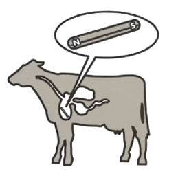 Cattle Magnets